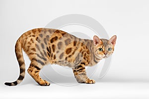 Crouching Bengal Cat on White Background