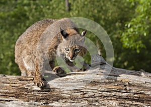 Crouching Bobcat