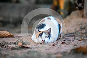 A crouching cat is ready to attack its prey.