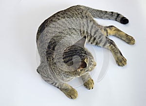crouching cat on a white background
