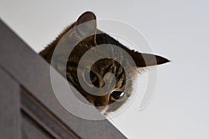 Crouching and cunning cat