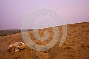 Crouching dog sleeping in the desert near jaisalmer, rajasthan