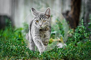 Crouching gray tabby kitten in the yard in the grass