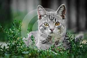 Crouching gray tabby kitten in the yard in the grass
