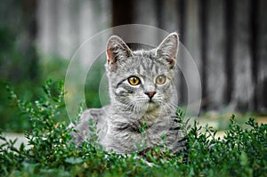 Crouching gray tabby kitten in the yard in the grass