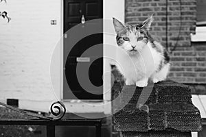 Crouching Rural Cat in Black and White