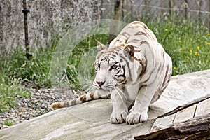 Crouching White Tiger photo