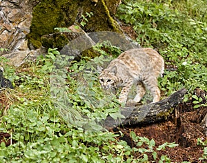 Crouching Wildcat