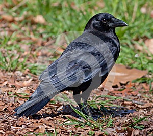 Crow photo