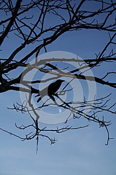 Crow photo