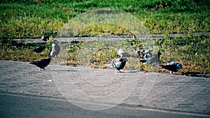 Crow alights near pigeons foraging on lawn near sidewalk.