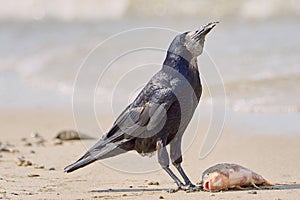 Crow on the beach