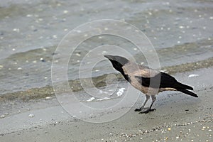 Crow on the beach