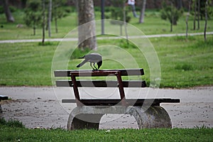 Crow on a bench in the park