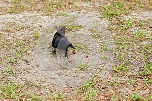 Crow bird is digging a hole
