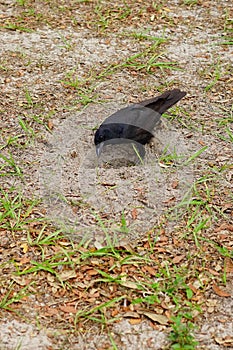 Crow bird is digging a hole