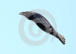 Crow bird in flight