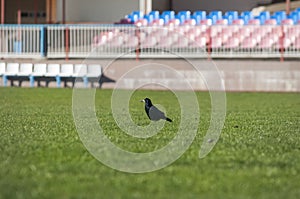 Crow Bird on Grass lawn background