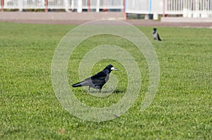 Crow Bird on Grass lawn background