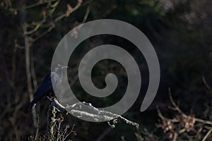 A Crow bird sits in a tree with sun casting its light over its feathers in the winter.