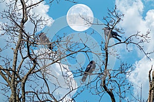 Crow birds on bare tree branch with full moon sky