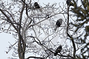 Crow birds on bare tree branch on gray background