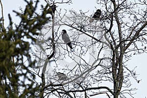 Crow birds on bare tree branch on light background