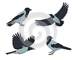 Crow birds set in different poses isolated