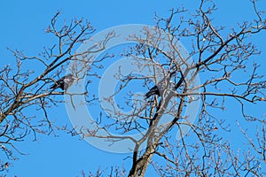 Crow birds sitting on bare tree branch on blue sky