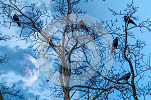 Crow birds on tree branch with half moon in clouds