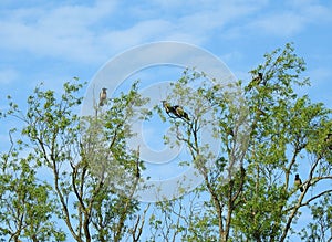 Crow birds on tree branches, Lithuania