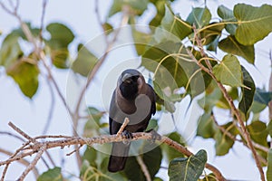 Crow, Birds crow on a tree a live crow on branch