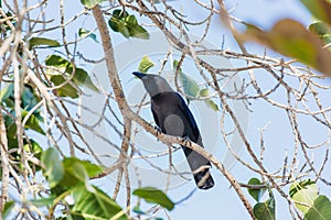 Crow, Birds crow on a tree a live crow on branch