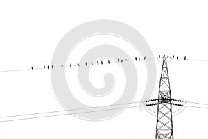 Crow birds on wire of high voltage electric tower isolated on white