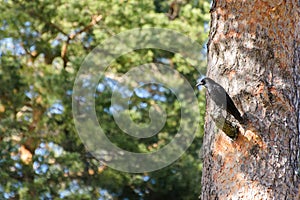 Crow in the Bosque de Valsain, Parque Nacional de la sierra de Guadarama photo