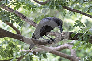 The crow is on a branch at the park.