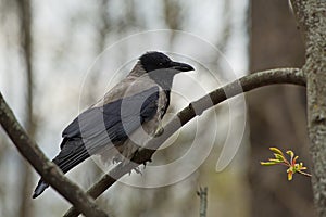 A crow on the branches of a tree in a spring city park.