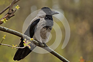 A crow on the branches of a tree in a spring city park.