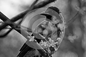 A crow on the branches of a tree in a spring city park.
