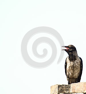 Crow on brick wall isolated on white