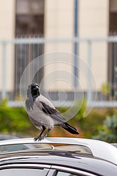 Crow on car roof. Bird sitting on car at city street. Sign or omen for superstitious people