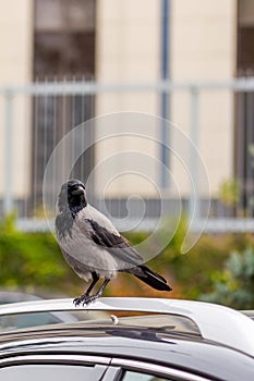 Crow on car roof. Bird sitting on car at city street. Sign or omen for superstitious people photo