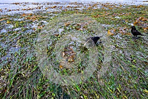 Crow catching an eel in seaweed at low tide at Alki Point, Seattle, Washington