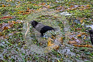 Crow catching an eel in seaweed at low tide at Alki Point, Seattle, Washington