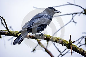 crow cawing on a tree branch in overcast sky