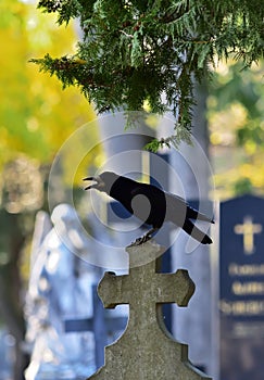 Crow in the cemetery, vertical