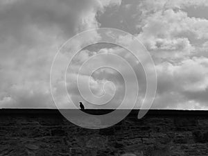 Crow on cemetery wall