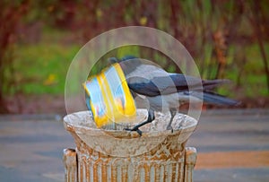 A crow checks the trash bin for food