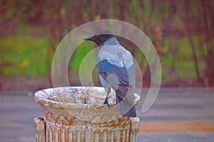 A crow checks the trash bin for food