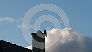 Crow on chimney looks at the storm clouds